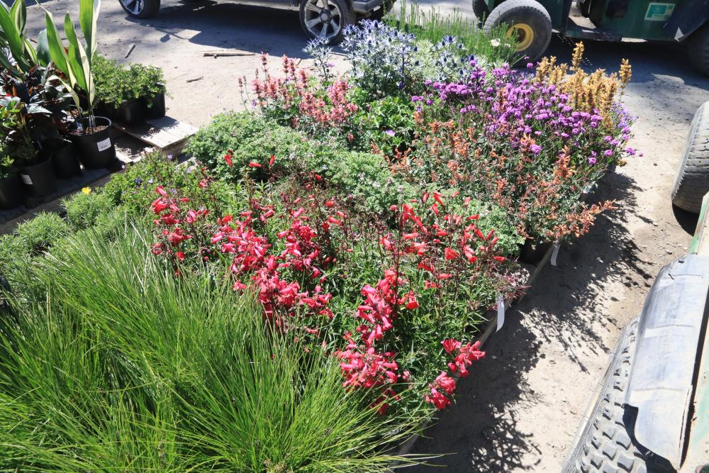 IMG_0214.JPG