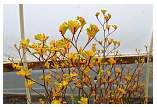 img_6815_yellow_gem.jpg