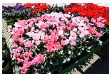 img_8087.jpg