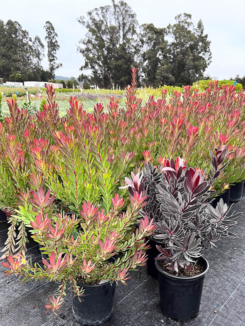 04_leucadendron.jpg