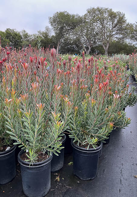 05_leucadendron.jpg