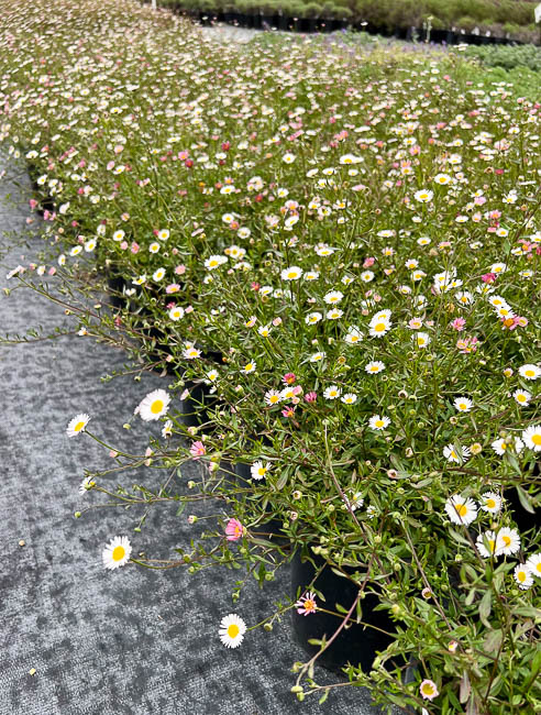 09_erigeron.jpg